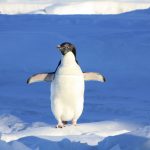 Das Pinguin-Prinzip - Warum es für dein Leben wichtig ist, dass du dein Element findest