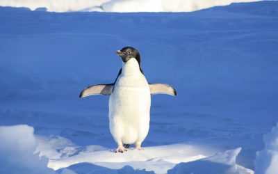 Das Pinguin-Prinzip – Warum es für dein Leben wichtig ist, dass du dein Element findest